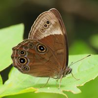kurohikage_P5182865 (2).jpg - 39,230Bytes